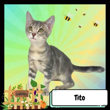 Tito -  Domestic Short Hair Cat for Adoption in Suisun City, California - Tito | PetCurious