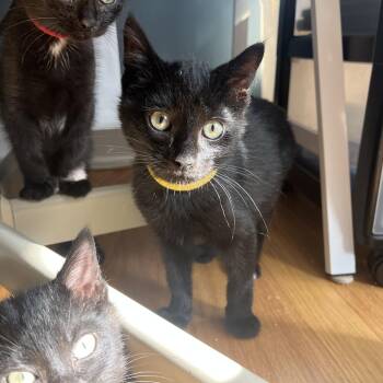 Thunderstorm -  Domestic Short Hair Cat for Adoption in Evanston, Illinois - Thunderstorm | PetCurious