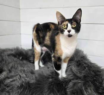 Marsala -  Calico Cat for Adoption in Memphis, Tennessee - Marsala | PetCurious