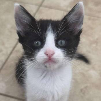 Gamble -  Domestic Short Hair Cat for Adoption in Lakewood, California - Gamble | PetCurious