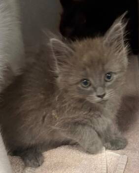 CC Steel -  Domestic Short Hair Cat for Adoption in Greencastle, Indiana - CC Steel | PetCurious