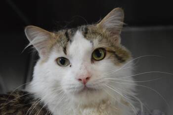 Domestic Long Hair Cats Available for Adoption - Shaun | PetCurious