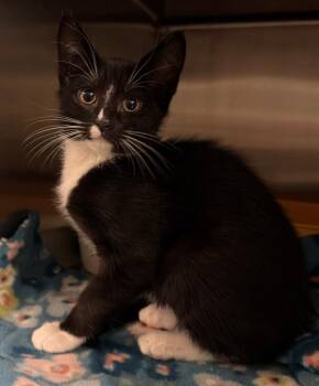 Cookie -  Domestic Short Hair Cat for Adoption in Ocala, Florida - Cookie | PetCurious