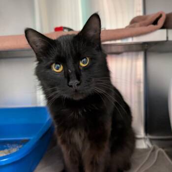 Rescue Domestic Long Hair Cats for Adoption in South Burlington, Vermont - Jeremy Allen White | PetCurious