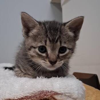 Domestic Short Hair Cats Available for Adoption in Charleston, South Carolina - Cricket | PetCurious