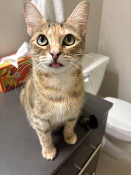 Rescue Domestic Short Hair Cats for Adoption in Bryan, Texas - Mama Butterbean | PetCurious