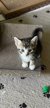 Cicada -  Domestic Short Hair Cat for Adoption in Arlington, Washington - Cicada | PetCurious
