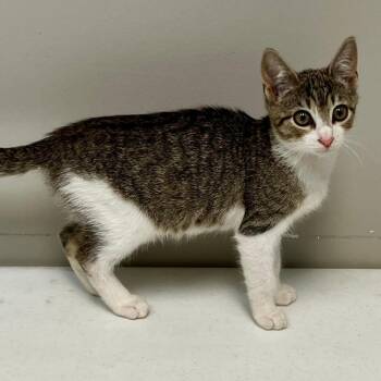 Rescue Domestic Short Hair Cats for Adoption in Gastonia, North Carolina - Flower | PetCurious