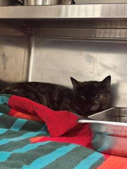 Domestic Short Hair Cats Available for Adoption in St. Peters, Missouri - CLOVE | PetCurious