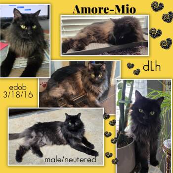 Amore-Mio BR14238-T -  Domestic Long Hair Cat for Adoption in Missouri City, Texas - Amore-Mio BR14238-T | PetCurious
