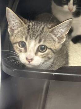 Gaston -  Domestic Short Hair Cat for Adoption in Fishers, Indiana - Gaston | PetCurious