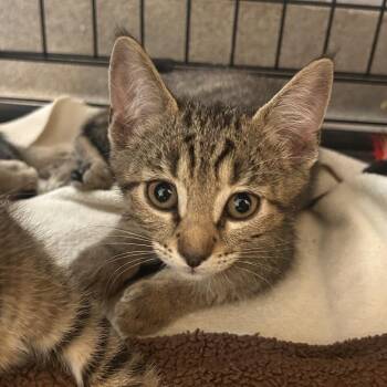 Tomato -  Domestic Short Hair Cat for Adoption in South Elgin, Illinois - Tomato | PetCurious