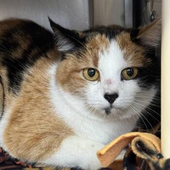 Domestic Short Hair Cats Available for Adoption - Silent Alarm | PetCurious