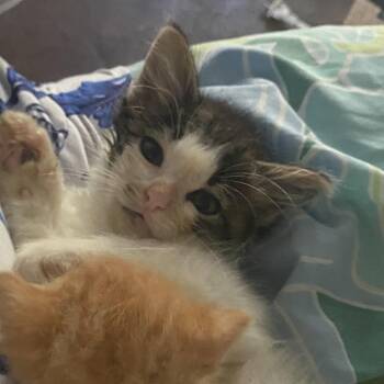Pettie -  Domestic Long Hair Cat Available for Adoption in Dawson, Georgia - Pettie | PetCurious