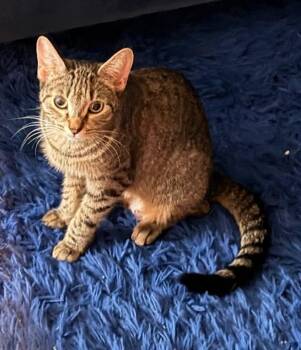 Nyla -  Domestic Short Hair Cat for Adoption in New York, New York - Nyla | PetCurious