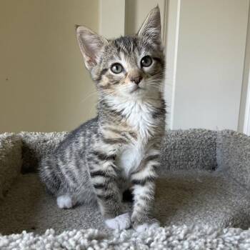 Chloe -  Domestic Short Hair Cat for Adoption in Vancouver, Washington - Chloe | PetCurious