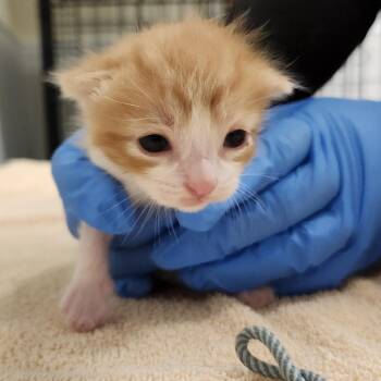 Janine -  Domestic Short Hair Cat for Adoption - Janine | PetCurious