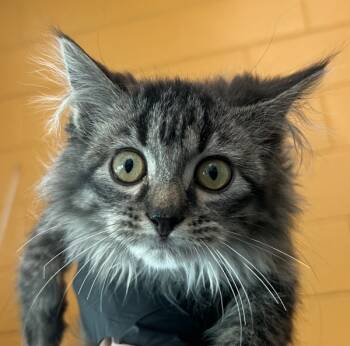 Rescue Domestic Long Hair Cats for Adoption in Golden, Colorado - Mocha | PetCurious