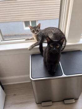 Tammy -  American Shorthair Cat for Adoption in Highland Park, New Jersey - Tammy | PetCurious