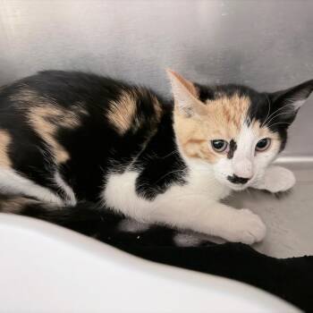 Drew 1 -  Domestic Short Hair Cat for Adoption in Titusville, Florida - Drew 1 | PetCurious