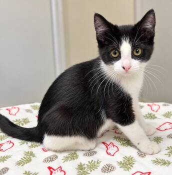 Pandora -  Domestic Short Hair Cat for Adoption in Trenton, New Jersey - Pandora | PetCurious