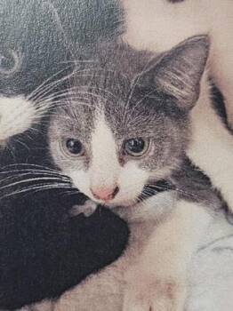 Marvin the Martian -  Domestic Short Hair Cat for Adoption in Cincinnati, Ohio - Marvin The Martian | PetCurious
