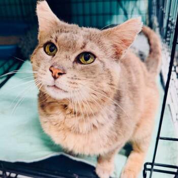 Jefferson -  Domestic Short Hair Cat for Adoption in Dubois, Pennsylvania - Jefferson | PetCurious