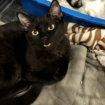 Fruity -  Domestic Short Hair Cat for Adoption in Bentonville, Arkansas - Fruity | PetCurious