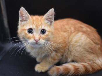 Specks -  Domestic Short Hair Cat for Adoption in Portland, Oregon - Specks | PetCurious