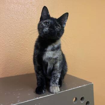 Luna -  Domestic Short Hair Cat for Adoption in Fresno, California - Luna | PetCurious