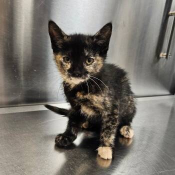 Domestic Short Hair Cats Available for Adoption - Lexi | PetCurious