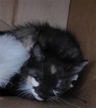 LIZETTE -  Domestic Medium Hair Cat for Adoption in Dallas, Texas - LIZETTE | PetCurious
