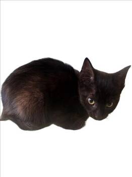 Domestic Short Hair Cats Available for Adoption - UDON | PetCurious