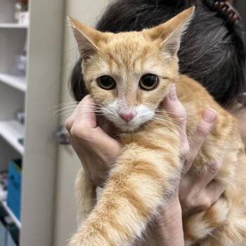 Domestic Short Hair Cats Available for Adoption in Las Vegas, Nevada - Marcella | PetCurious