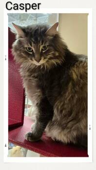 Domestic Medium Hair Cats Available for Adoption in Caistor Centre, Ontario - Casper | PetCurious
