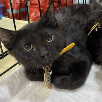 Rescue Domestic Short Hair Cats for Adoption - Steve | PetCurious