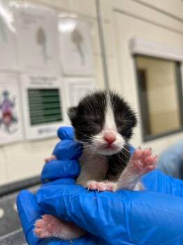 Domestic Short Hair Cats Available for Adoption in Fruit Heights, Utah - Blot | PetCurious