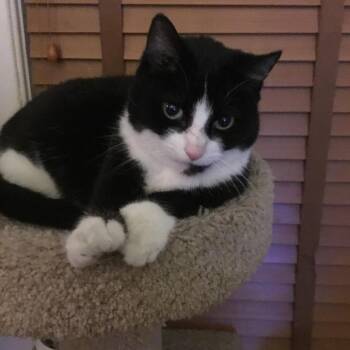 Chacana -  Domestic Short Hair Cat for Adoption in Danbury, Connecticut - Chacana | PetCurious