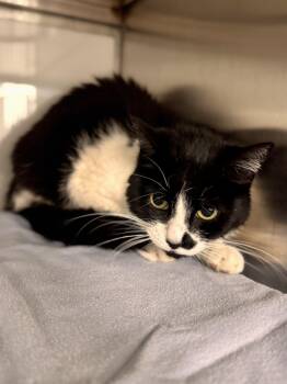 Cape -  Domestic Short Hair Cat for Adoption in Midland, Michigan - Cape | PetCurious