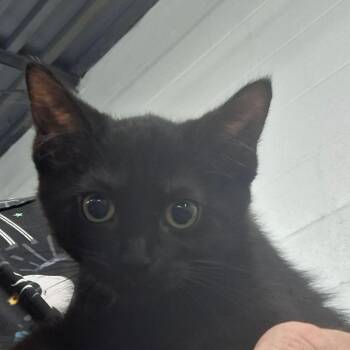 Molly -  Domestic Short Hair Cat for Adoption in Zanesville, Ohio - Molly | PetCurious