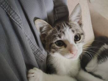 Juni (new) -  Tiger Cat for Adoption in Zephyrhills, Florida - Juni (new) | PetCurious