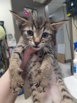 Tj -  Domestic Short Hair Cat for Adoption in New Cumberland, West Virginia - Tj | PetCurious