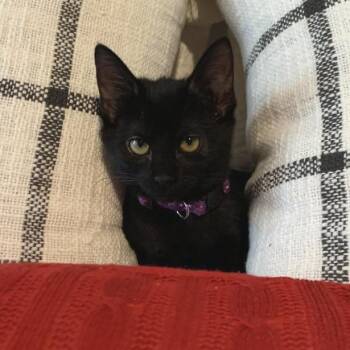 Frou-Frou -  Domestic Short Hair Cat for Adoption in Austin, Texas - Frou-Frou | PetCurious