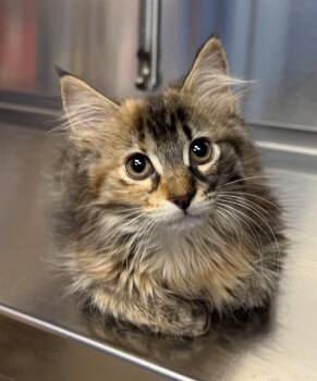 TEMARI -  Domestic Medium Hair Cat for Adoption in Minneapolis, Minnesota - TEMARI | PetCurious