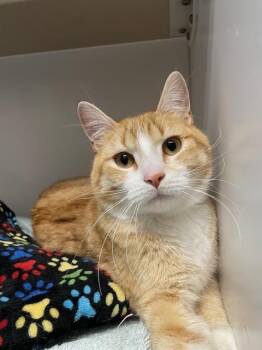 Domestic Short Hair Cats Available for Adoption in Hayward, Wisconsin - Odie | PetCurious