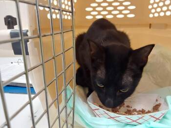 2026-07-032 -  Domestic Short Hair Cat for Adoption in Winder, Georgia - 2026-07-032 | PetCurious