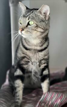 Hoover -  Domestic Short Hair Cat for Adoption in Green Valley, Arizona - Hoover | PetCurious