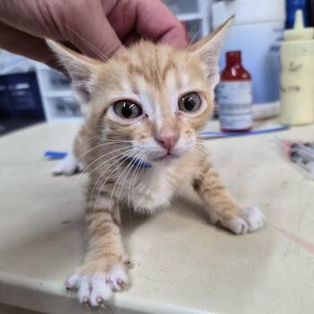 Bon Jovi -  Domestic Short Hair Cat for Adoption in Ardmore, Oklahoma - Bon Jovi | PetCurious