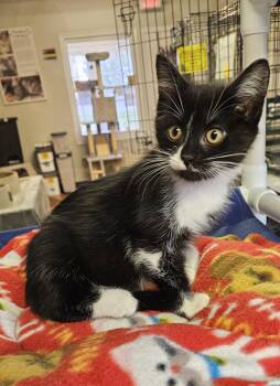 Rescue Domestic Short Hair Cats for Adoption in Brockport, New York - Yang | PetCurious