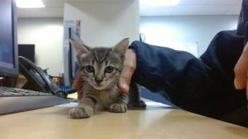 WINNY -  Domestic Short Hair Cat for Adoption in Doral, Florida - WINNY | PetCurious